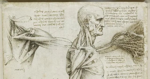 El sistema cardiovascular, según Leonardo da Vinci