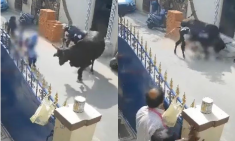 VIDEO: Vaca embiste a una menor en India; el dueño del animal fue arrestado