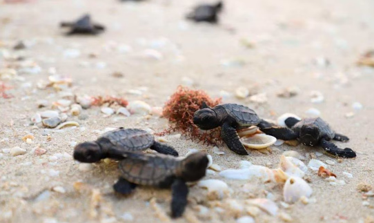 Liberan 100 crías de tortuga de carey en costas de Yucatán