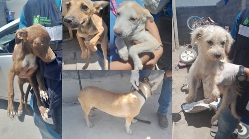 Rescatan a 17 perros que sufrían maltrato en Nuevo León 