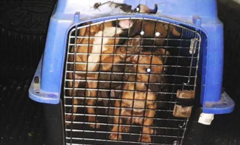 Rescatan 65 perros pitbull de criadero ilegal en Nuevo León 