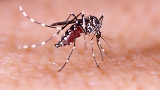 Lo que hay que saber sobre el dengue a medida que se registran casos en Florida