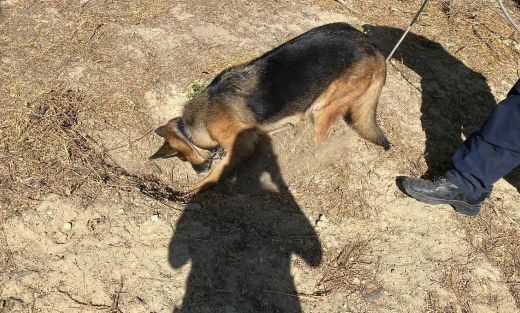 Frika, perro policía estatal, halla fosa clandestina en Reynosa