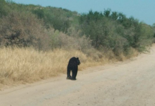 Oso se pasea por el sur del Condado de Maverick, Texas