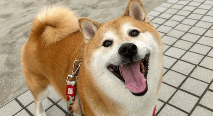 FOTOS: Cheems y la historia del meme que hizo viral al perrito en Internet