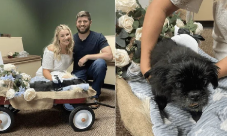 Pareja se casa en veterinaria donde estaba internado su perrito y se hace viral