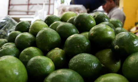 Crimen organizado amenaza a productores de limón en Apatzingán; precio se podría disparar, alertan