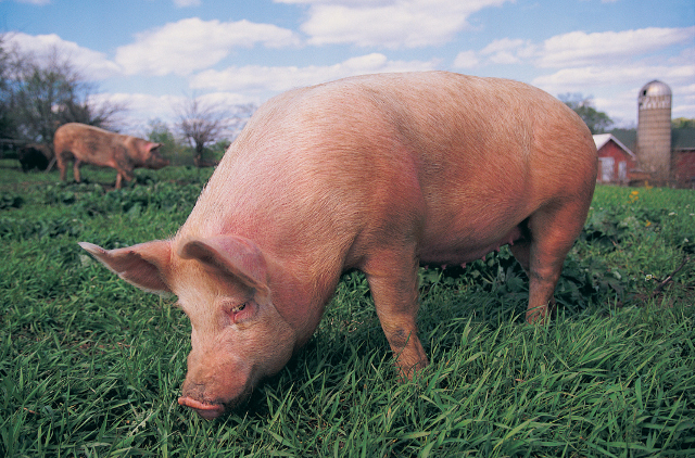 ¿Podrán los cerdos resolver las listas de espera de órganos para los humanos?