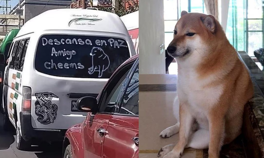 La particular despedida de un chofer de combi a 'Cheems', perrito viral de los memes