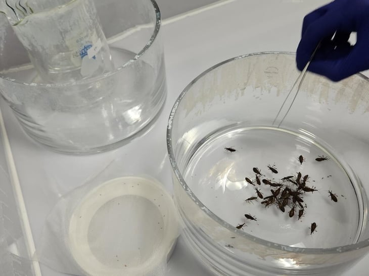 Médicos abogan por nuevos esfuerzos para combatir la enfermedad de Chagas