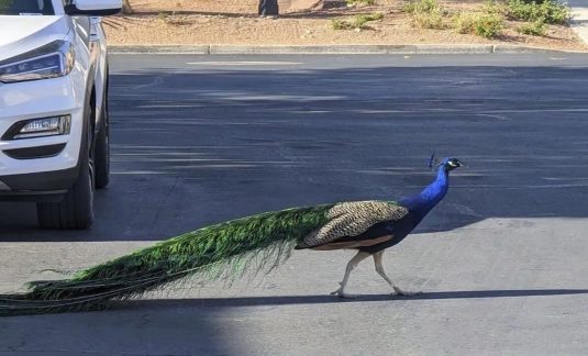Pete el pavo real, adorado en el barrio de Las Vegas, es asesinado con arco y flecha de cazador