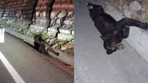 Tráiler atropella a un oso en la carretera Laredo-Monterrey
