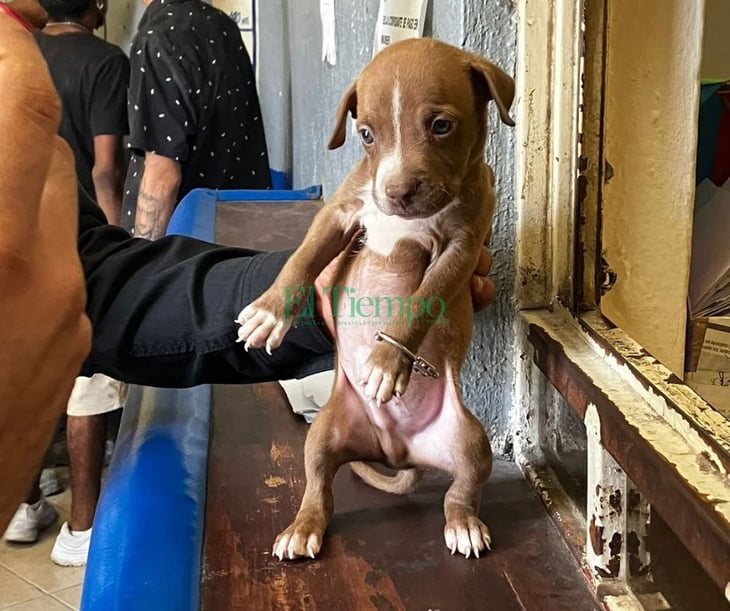 Cachorro Pitbull termina en la cárcel junto con su dueño