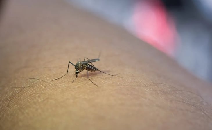 Diferencias entre las enfermedades transmitidas por mosquitos