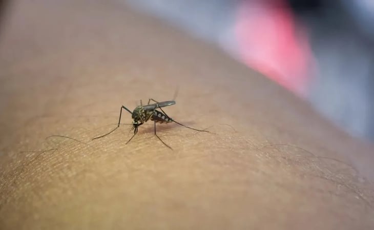 ¡Con las lluvias llega el dengue! ¿Qué síntomas produce y qué afecta en tu cuerpo?