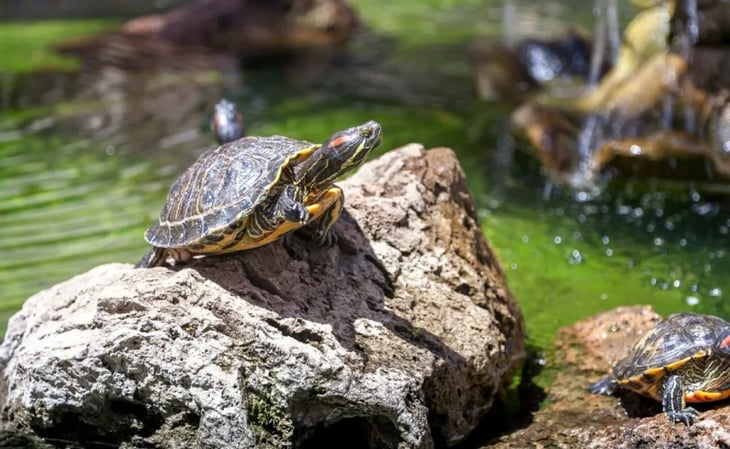 Lanzan advertencia sanitaria: no besar a las tortugas pequeñas; pueden trasmitir peligrosa bacteria