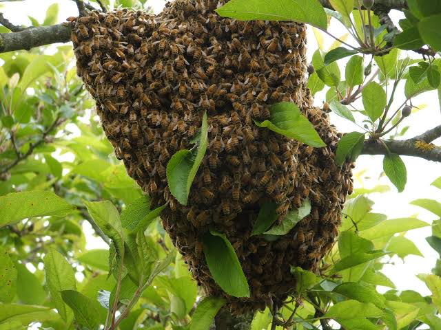 Bomberos no removerán enjambres de abejas en 5 Manantiales