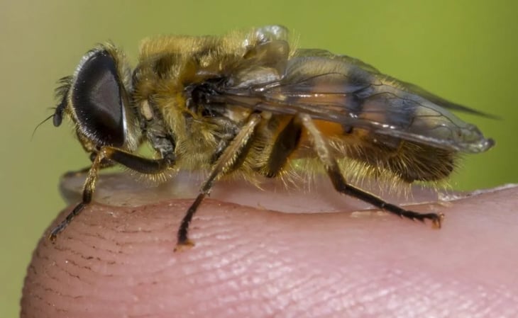 Cómo prevenir y tratar las picaduras de abejas: consejos clave