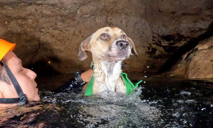 Buzos rescatan a 'Shakira', una perrita que llevaba 4 días atrapada en un cenote en Yucatán