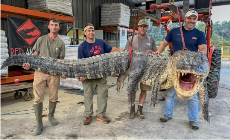 Capturan gigantesco cocodrilo en EU; pesaba más de 300 kilos