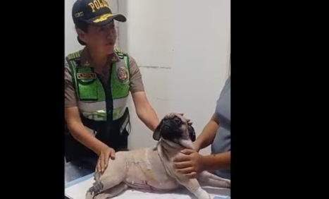 Condenan a año y medio de prisión a hombre que apuñaló a su perrita en Perú