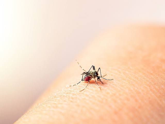 Dos casos confirmados de dengue en Piedras Negras; ya son 4 en el estado