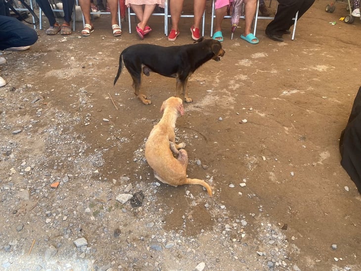 Colonia Campanario de Monclova tiene sobre población de perros