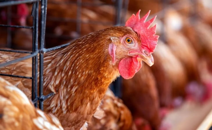 Qué es la gripe aviar y cuántas variaciones existen