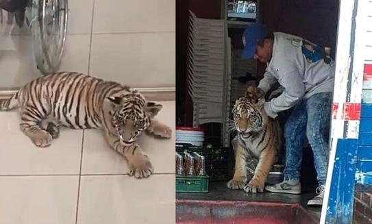 ¡Intrépidos! Puma en puesto de 'miches', tigre en taquería y otros animales captados en las calles
