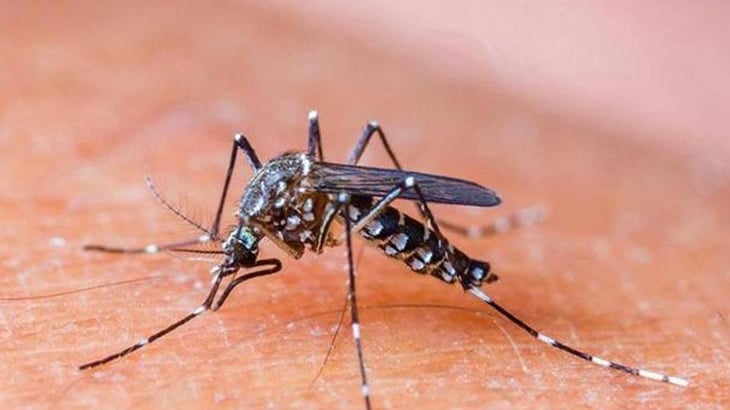 El posible primer caso de dengue es investigado