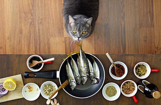 Alimentos que tu gato NO debe comer nunca