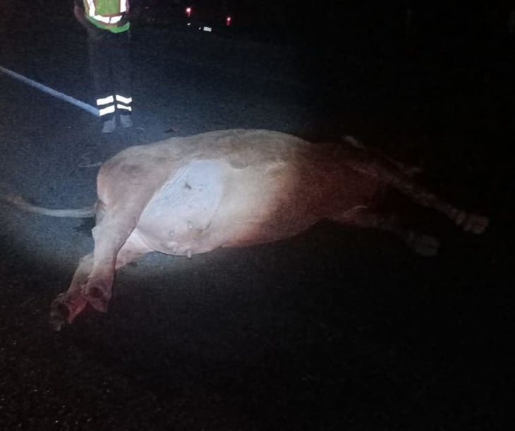 Vaca provoca dos accidentes en la carretera 57 