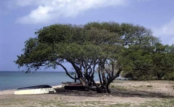 Dos turistas españoles fueron hospitalizados tras comer fruto del 'árbol de la muerte' en Colombia