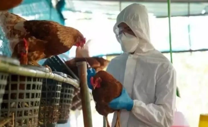 Gripe aviar experimenta cambios que aumentan riesgo de transmisión a humanos
