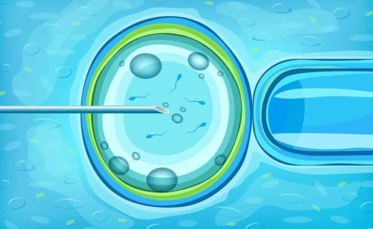 Crean embriones humanos sin usar espermatozoides, útero ni óvulos