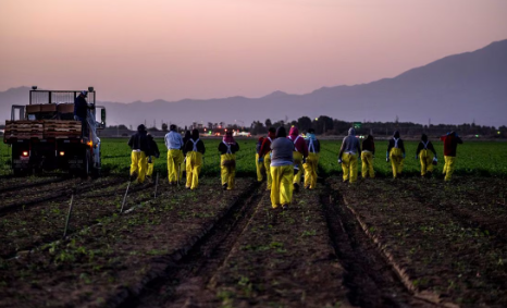 Gobierno de EU anuncia hoy nuevas medidas de protección a trabajadores agrícolas; reformarán visas