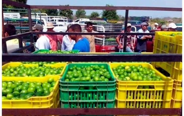 Caen extorsionadores de limoneros en Michoacán 