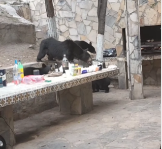 En Arteaga, Coahuila, un oso desciende a Bosques de Monterreal por hambre