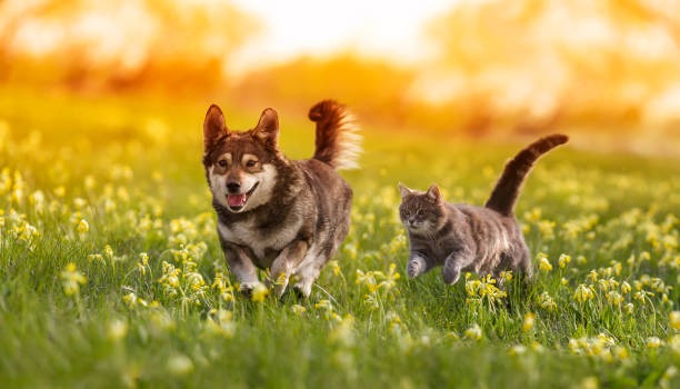 ¿Pueden los perros y gatos padecer demencia?