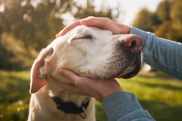 ¿Cuánto tiempo pueden los perros recordar a una persona?