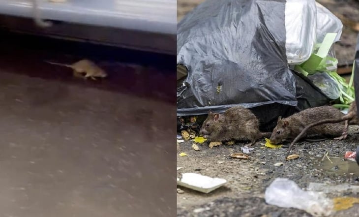Exhiben el Metro de Nueva York infestado de ratas