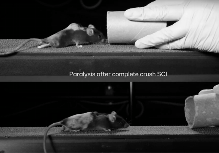Una terapia génica devuelve la capacidad de andar a ratas parapléjicas y abre la puerta a reparar lesiones 