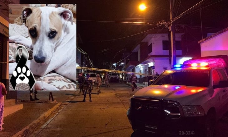 Perrito muere de un balazo tras proteger a su dueño en un asalto en Michoacán