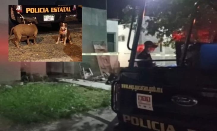 Dos perros pitbull atacan a abuelita de 74 años en Mérida, Yucatán