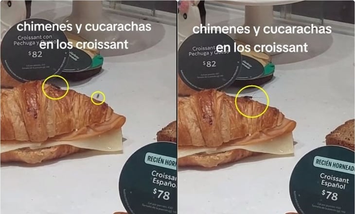 ¿La cucaracha va incluida? Captan en video a insectos entre comida en venta en Starbucks