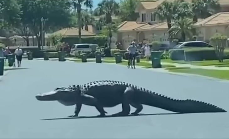 Mujer es devorada por un caimán en Florida; 'nadie merece morir así', dice su hija
