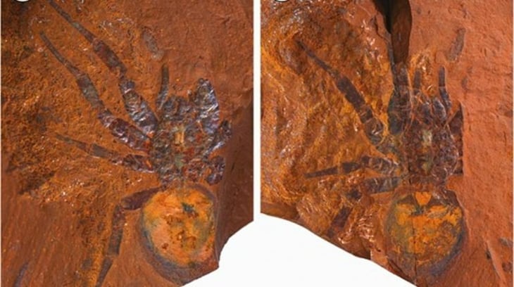 Encuentran el fósil de una araña del tamaño de una tarántula en Australia