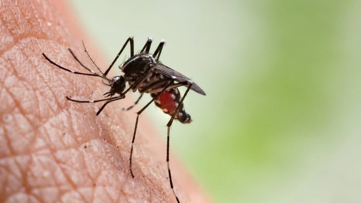 Paludismo ‘invade’ Tamaulipas: Estos son los síntomas de la enfermedad