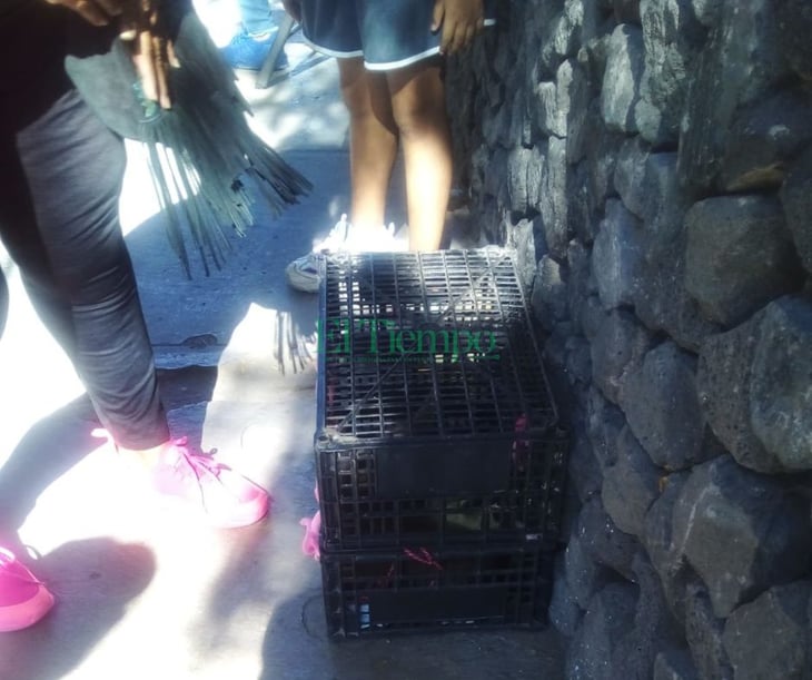 Bomberos de Monclova rescatan a gatito atrapado en Módulo de Control Canino de la Zona Centro