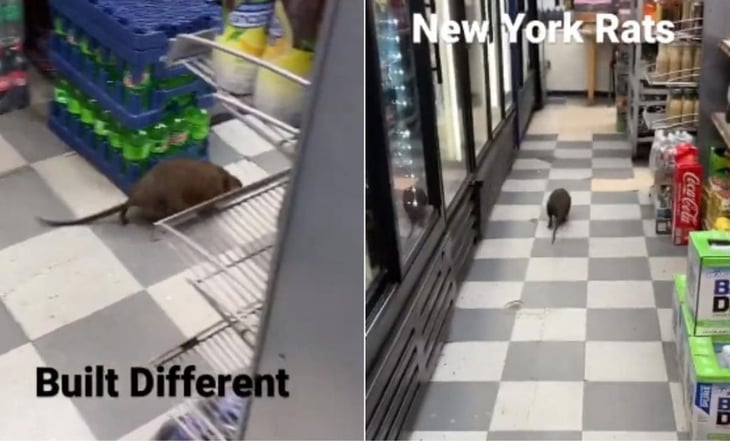 Captan impresionante video de enorme rata en local de Nueva York